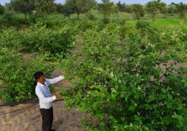 Vedanta-Cairn Oil & Gas,Agri-NRM,Horticulture