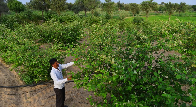 Vedanta-Cairn Oil & Gas,Agri-NRM,Horticulture